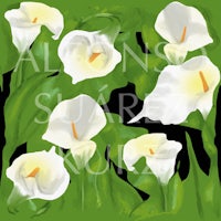 white calla lilies on a green background