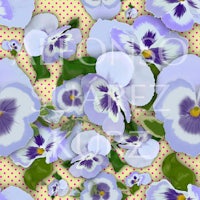 pansies on a polka dot background